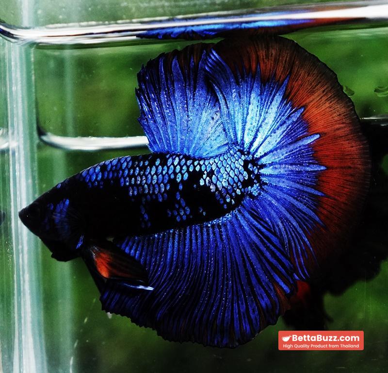 Betta fish HM Dark Blue Avatar Holloween Ring - Image 4