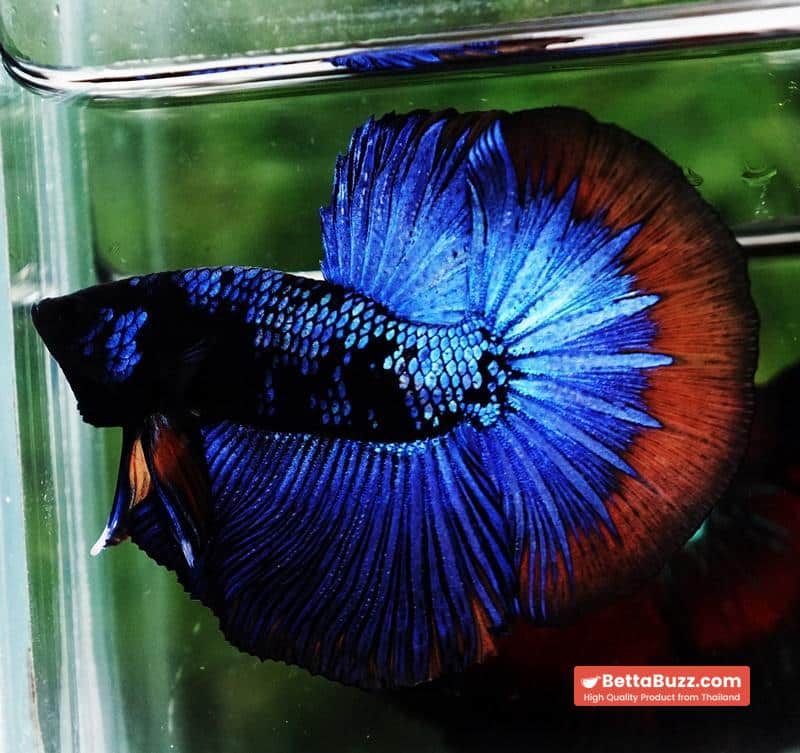 Betta fish HM Dark Blue Avatar Holloween Ring - Image 2