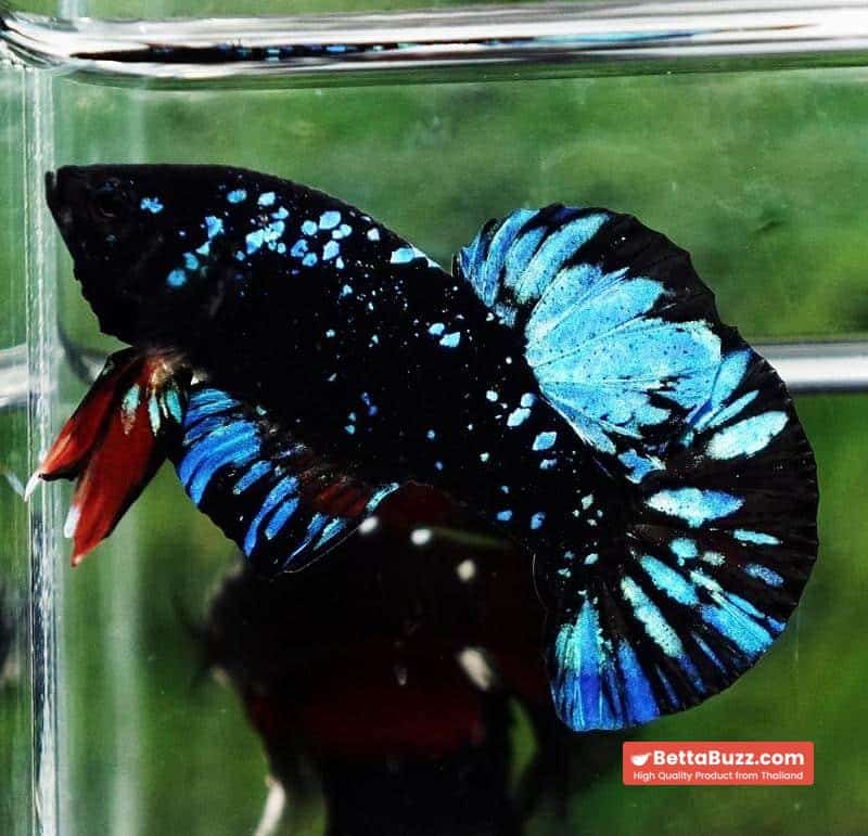 Unique betta fish Avatar HMPK (Half of Anal fin) - Image 5