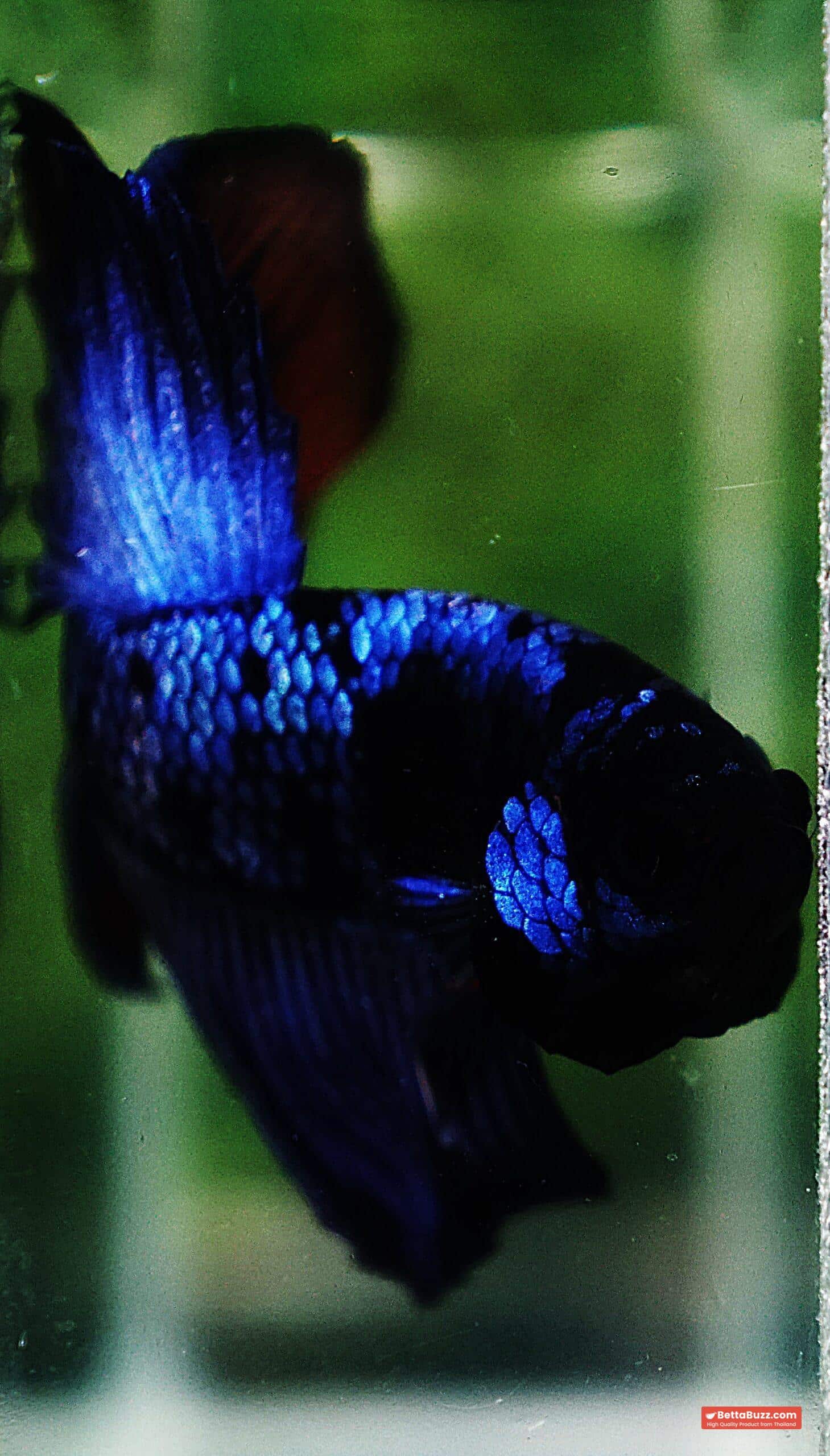 Betta fish HM Dark Blue Avatar Holloween Ring - Image 6