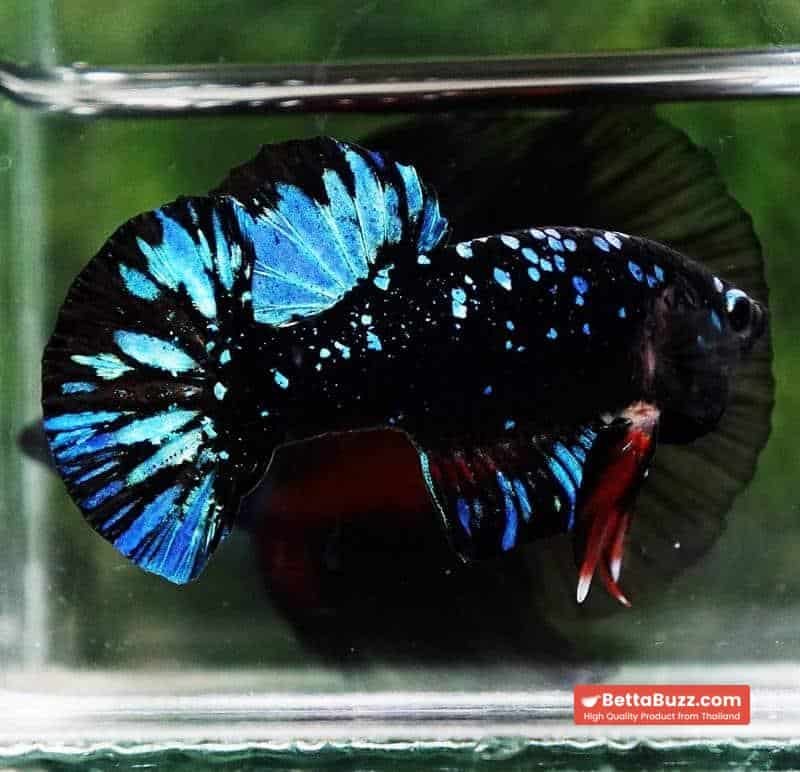 Unique betta fish Avatar HMPK (Half of Anal fin) - Image 7