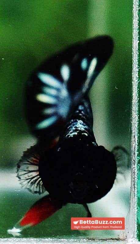 Betta fish HMPK The Red Black Caraxes - Image 8