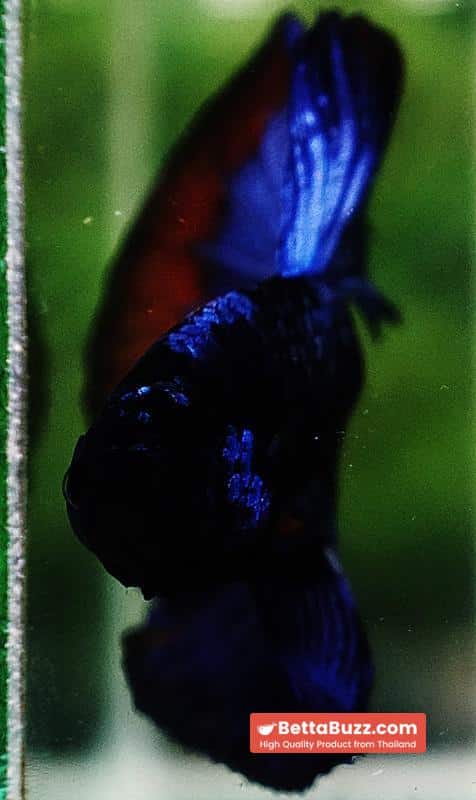 Betta fish HM Dark Blue Avatar Holloween Ring - Image 7