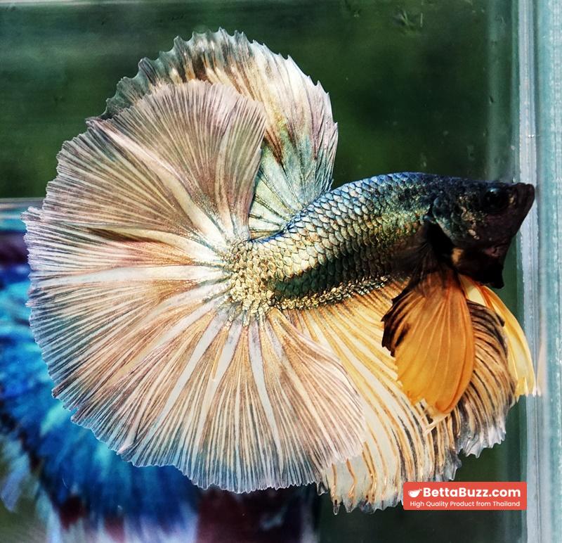 Betta fish OHM Copper Iron Musttard Sky Hawk - Image 5