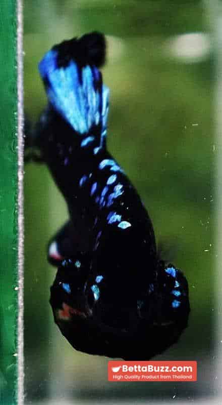 Unique betta fish Avatar HMPK (Half of Anal fin) - Image 8