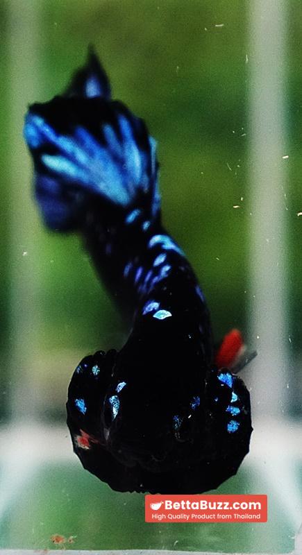 Unique betta fish Avatar HMPK (Half of Anal fin) - Image 9