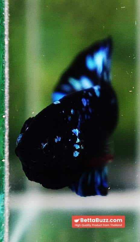 Unique betta fish Avatar HMPK (Half of Anal fin) - Image 10