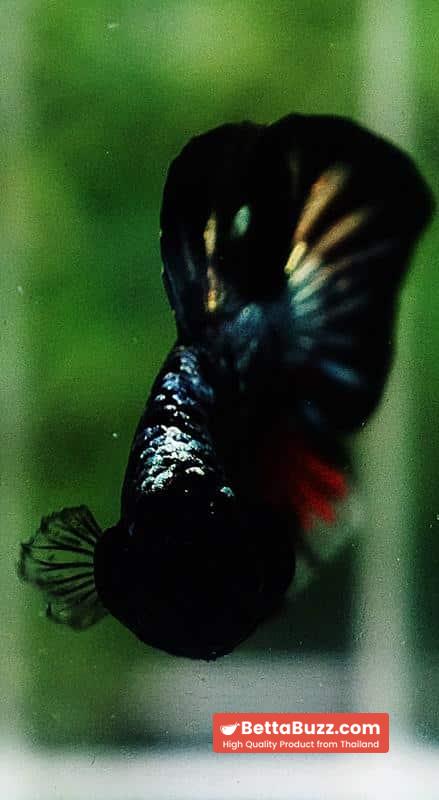 Betta fish HMPK The Red Black Caraxes - Image 9