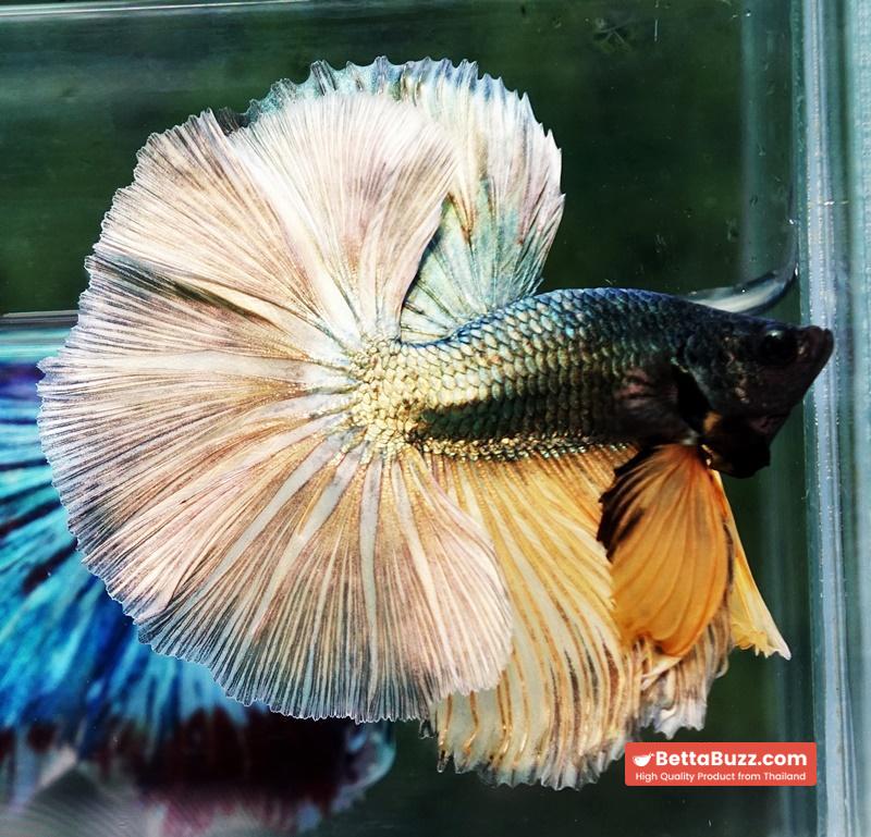 Betta fish OHM Copper Iron Musttard Sky Hawk - Image 3