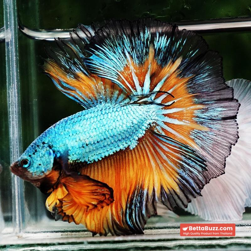 Betta fish OHM Alien Mustard Gas Butterfly - Image 3