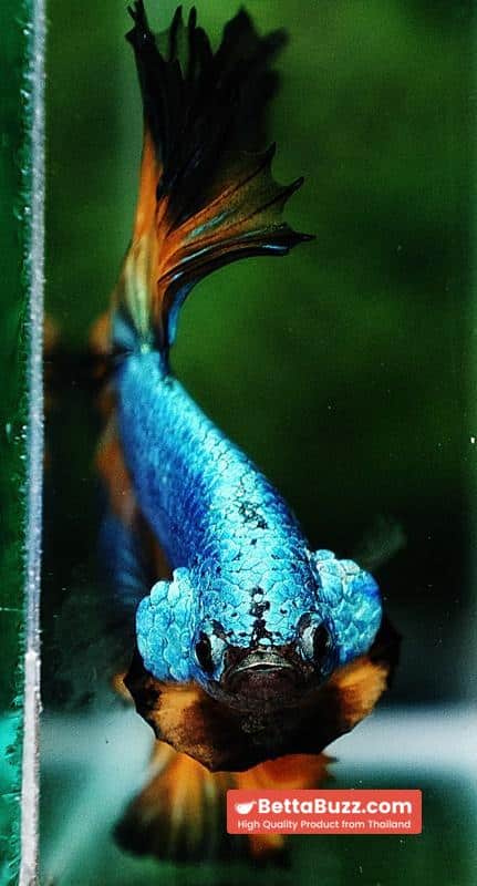 Betta fish OHM Alien Mustard Gas Butterfly - Image 7