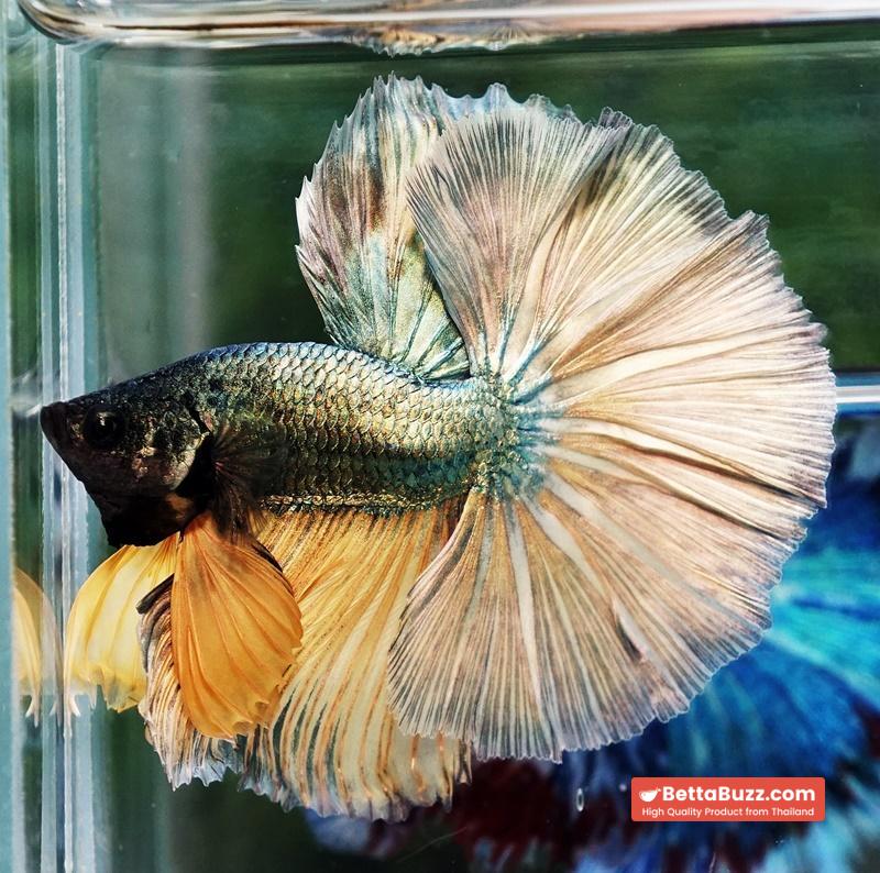 Betta fish OHM Copper Iron Musttard Sky Hawk - Image 2