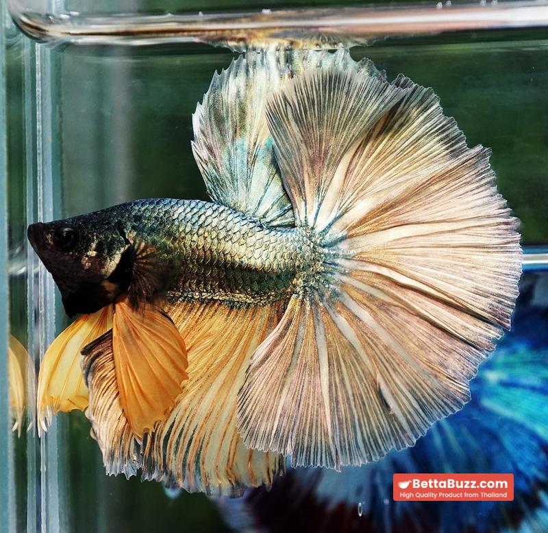 Betta fish OHM Copper Iron Musttard Sky Hawk - Image 4