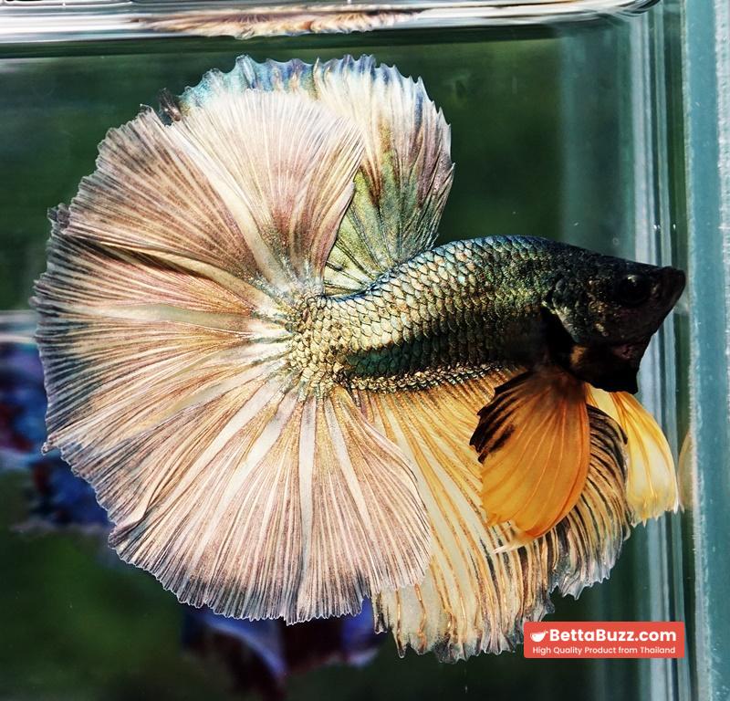Betta fish OHM Copper Iron Musttard Sky Hawk - Image 6