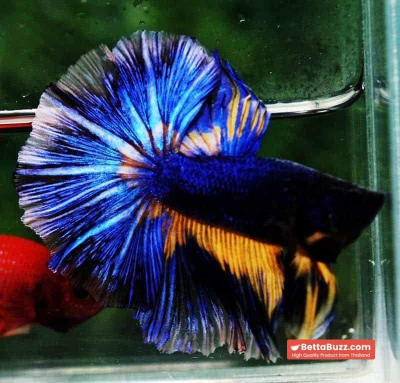Betta fish OHM Blue Black Pumpkin Mustard Gas - Image 3