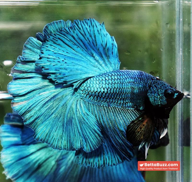 Betta fish Prince of Green Turqouise Rosetail OHM - Image 4