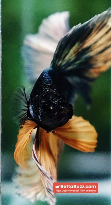 Betta fish OHM Copper Iron Musttard Sky Hawk - Image 7