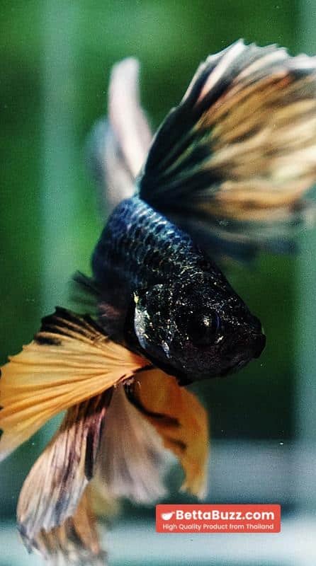 Betta fish OHM Copper Iron Musttard Sky Hawk - Image 8