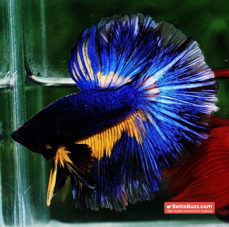 Betta fish OHM Blue Black Pumpkin Mustard Gas - Image 4