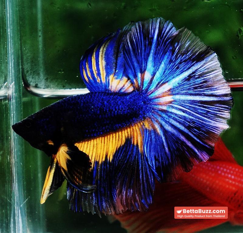 Betta fish OHM Blue Black Pumpkin Mustard Gas - Image 2