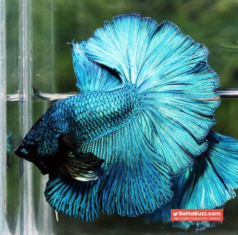 Betta fish Prince of Green Turqouise Rosetail OHM - Image 3