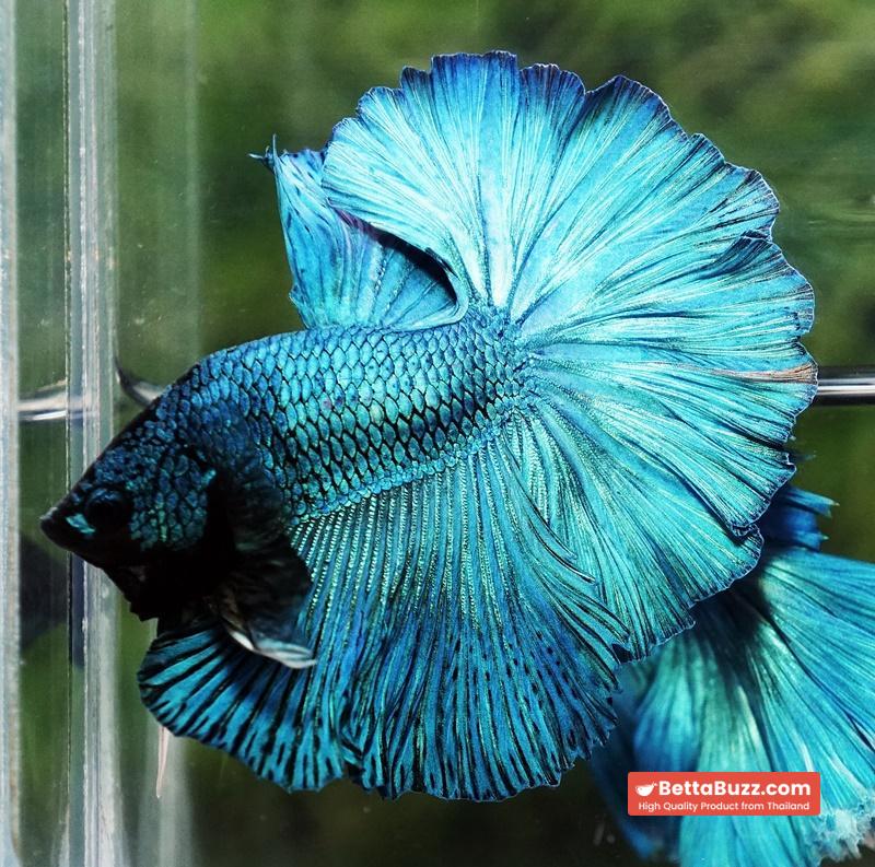 Betta fish Prince of Green Turqouise Rosetail OHM - Image 5