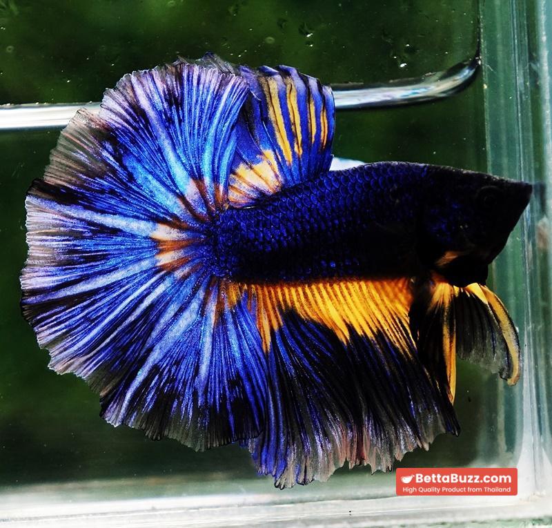 Betta fish OHM Blue Black Pumpkin Mustard Gas - Image 5