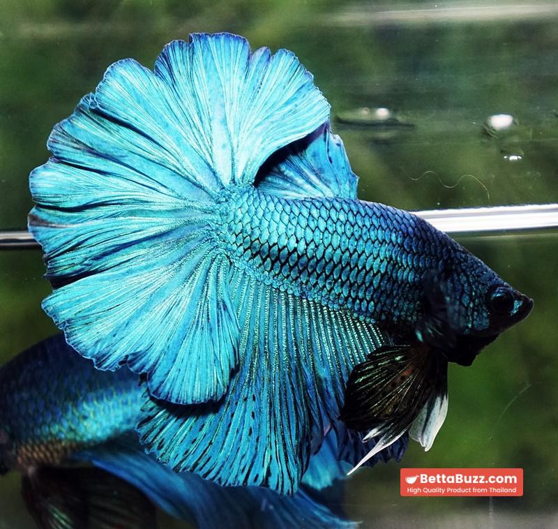 Betta fish Prince of Green Turqouise Rosetail OHM - Image 8