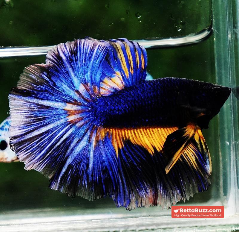 Betta fish OHM Blue Black Pumpkin Mustard Gas - Image 6