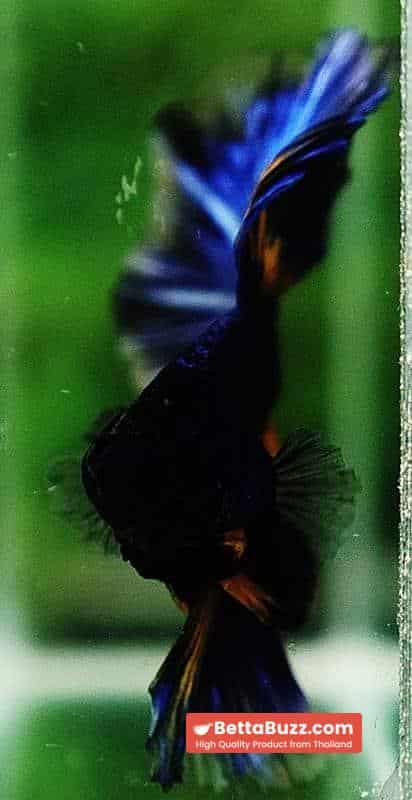 Betta fish OHM Blue Black Pumpkin Mustard Gas - Image 7