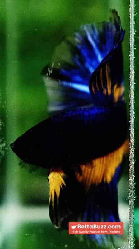 Betta fish OHM Blue Black Pumpkin Mustard Gas - Image 8