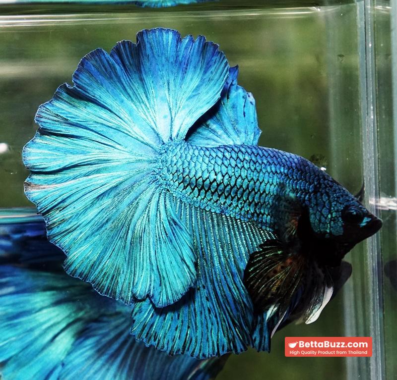 Betta fish Prince of Green Turqouise Rosetail OHM - Image 2