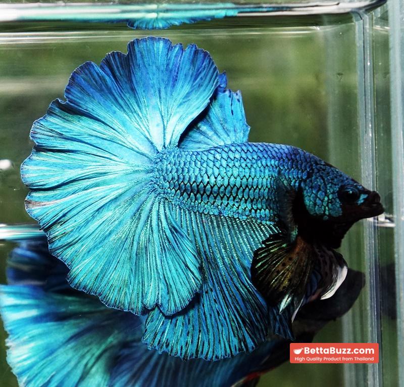 Betta fish Prince of Green Turqouise Rosetail OHM - Image 6