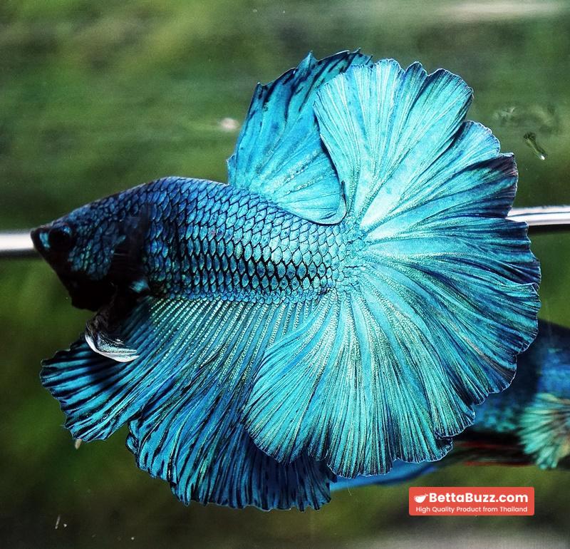 Betta fish Prince of Green Turqouise Rosetail OHM - Image 7
