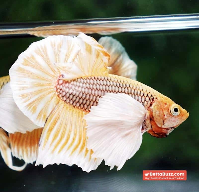 Betta fish HMPK Yellow Pineapple Big Dumbo - Image 6