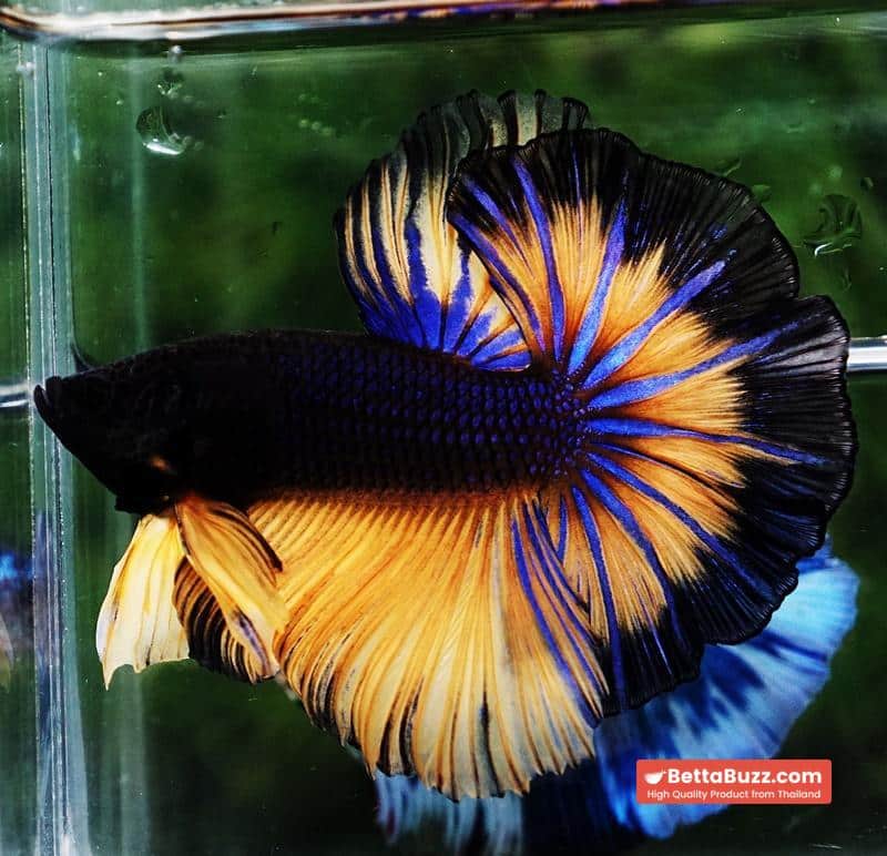 Betta fish OHM Black Pumpkin Butterfly Sky Hawk - Image 4