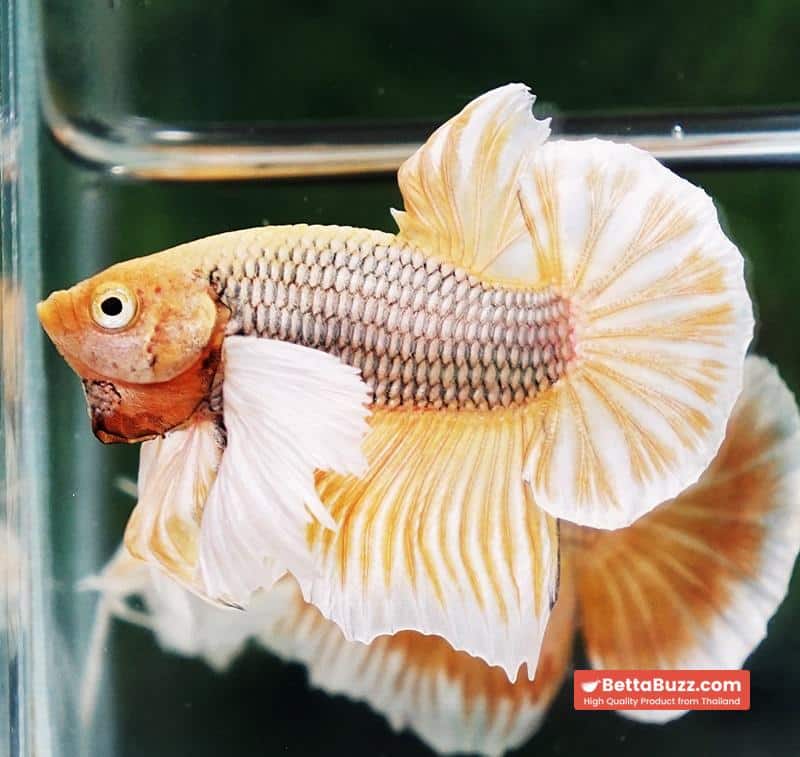 Betta fish HMPK Yellow Pineapple Big Dumbo - Image 5