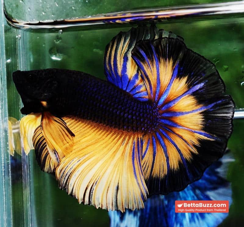 Betta fish OHM Black Pumpkin Butterfly Sky Hawk - Image 6