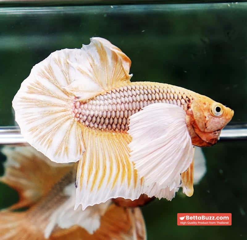 Betta fish HMPK Yellow Pineapple Big Dumbo - Image 2