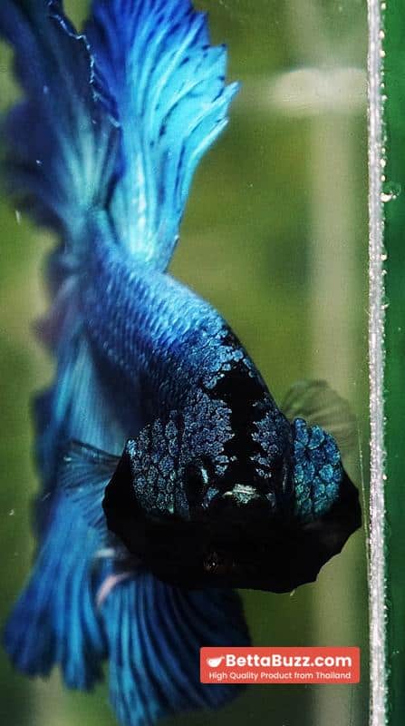 Betta fish Prince of Green Turqouise Rosetail OHM - Image 9