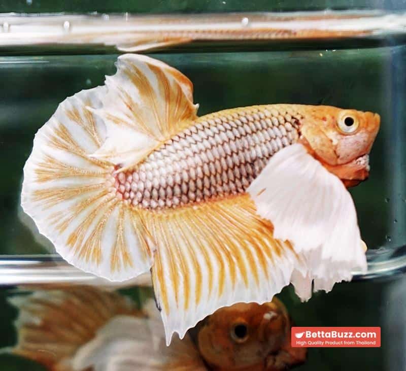 Betta fish HMPK Yellow Pineapple Big Dumbo - Image 4