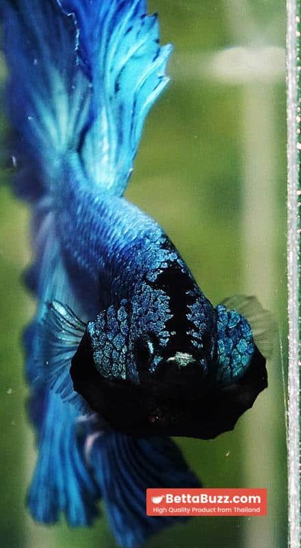 Betta fish Prince of Green Turqouise Rosetail OHM - Image 10