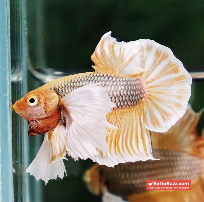 Betta fish HMPK Yellow Pineapple Big Dumbo - Image 3