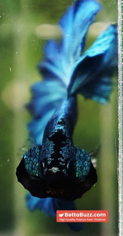 Betta fish Prince of Green Turqouise Rosetail OHM - Image 11