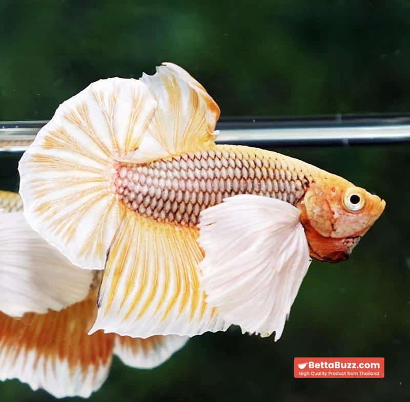 Betta fish HMPK Yellow Pineapple Big Dumbo - Image 7