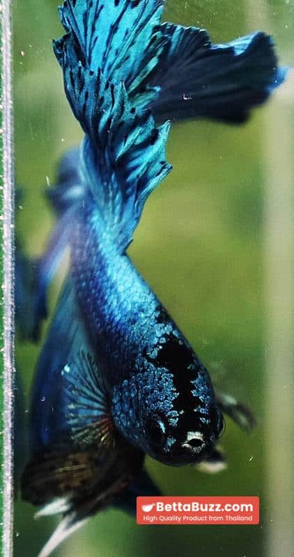 Betta fish Prince of Green Turqouise Rosetail OHM - Image 12