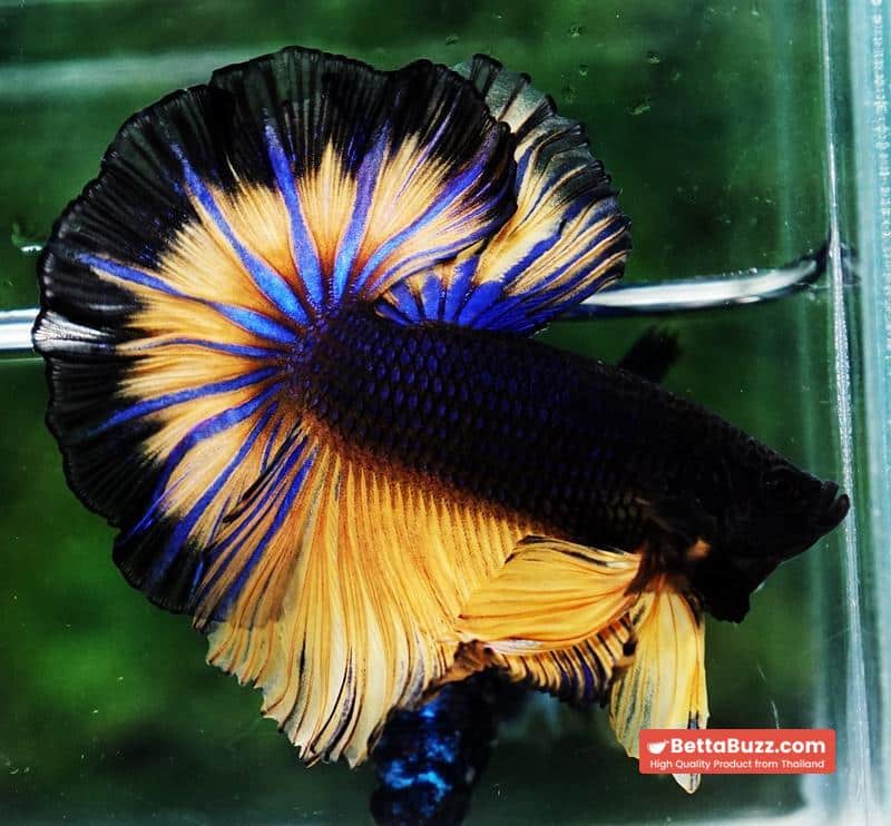 Betta fish OHM Black Pumpkin Butterfly Sky Hawk - Image 5