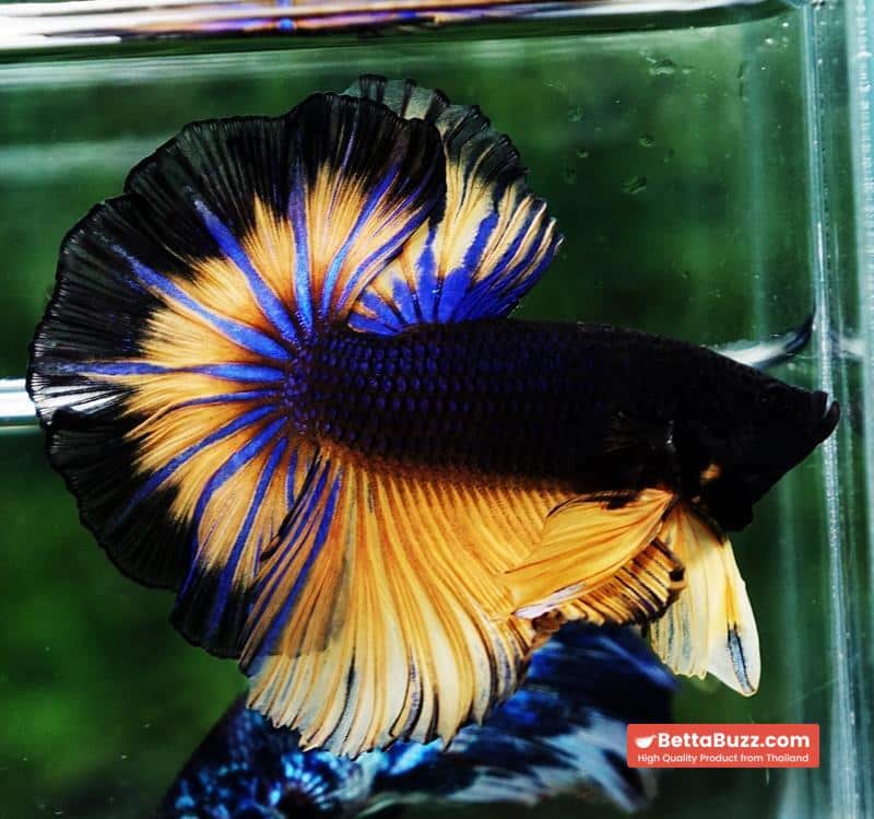 Betta fish OHM Black Pumpkin Butterfly Sky Hawk - Image 3