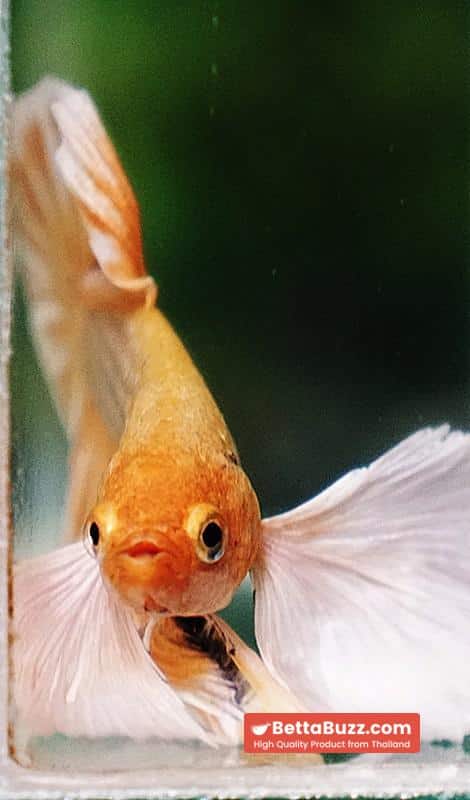 Betta fish HMPK Yellow Pineapple Big Dumbo - Image 8