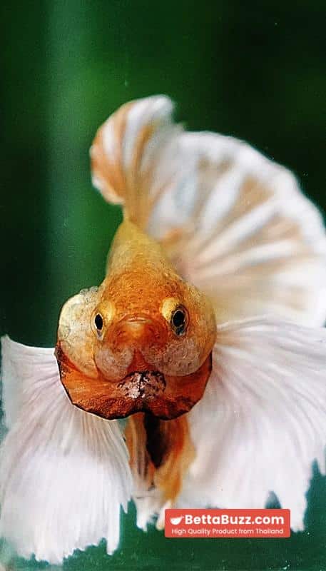 Betta fish HMPK Yellow Pineapple Big Dumbo - Image 9